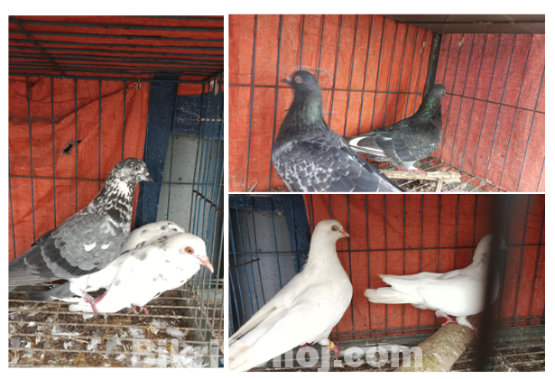 Pigeon-খাঁচা+ কবুতর ১000-